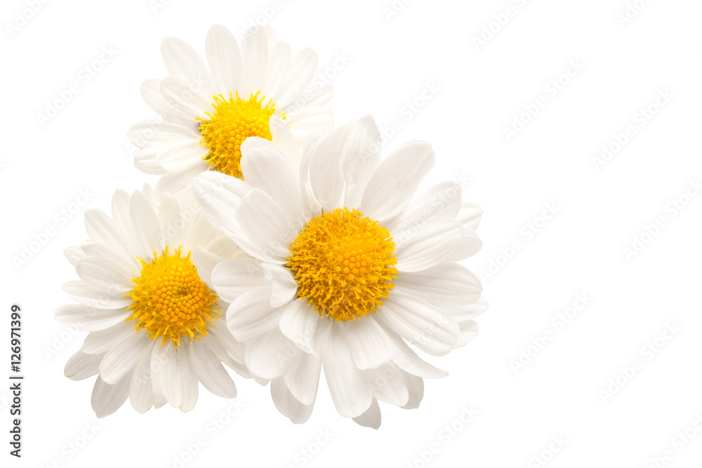 Three white flowers against white background