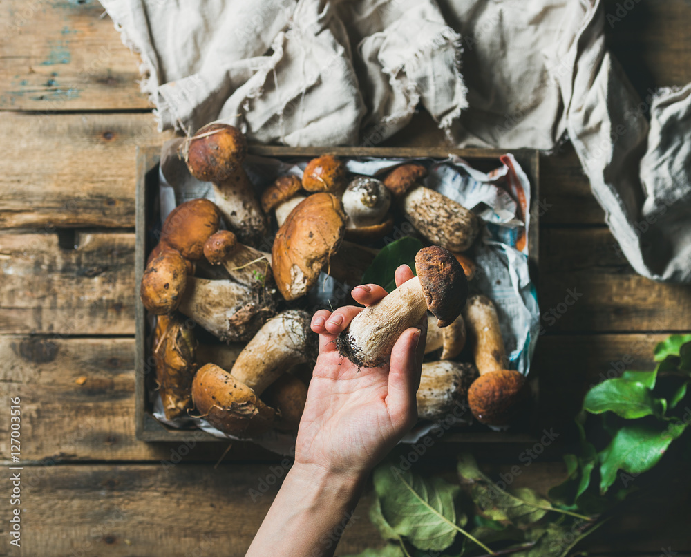Fresh picked Porcini mushrooms in wooden tray over rustic background and womans hand holding one pe