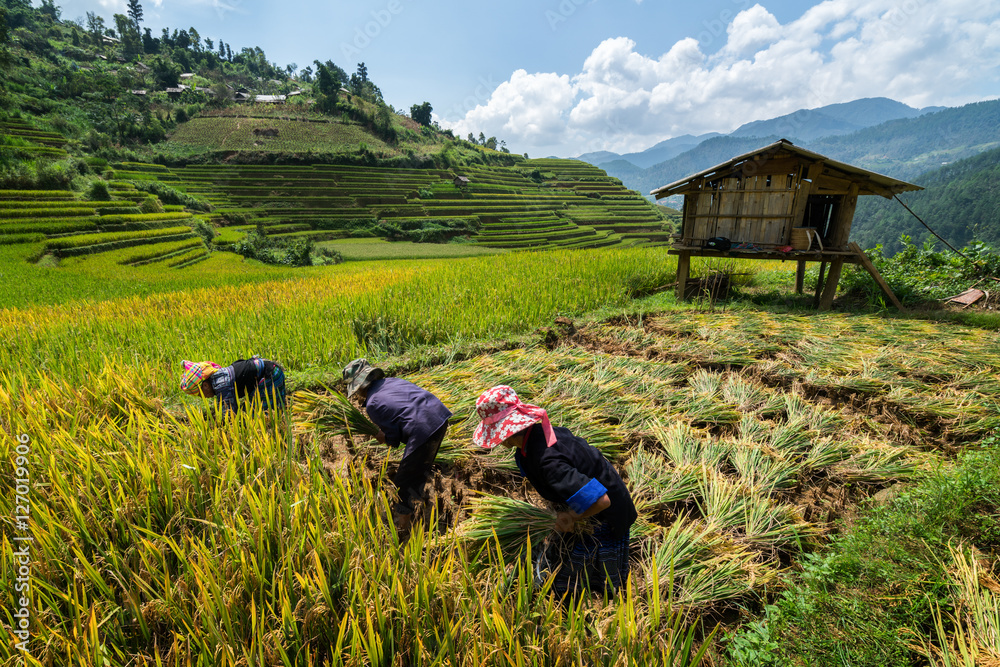 越南农民在萨帕收割