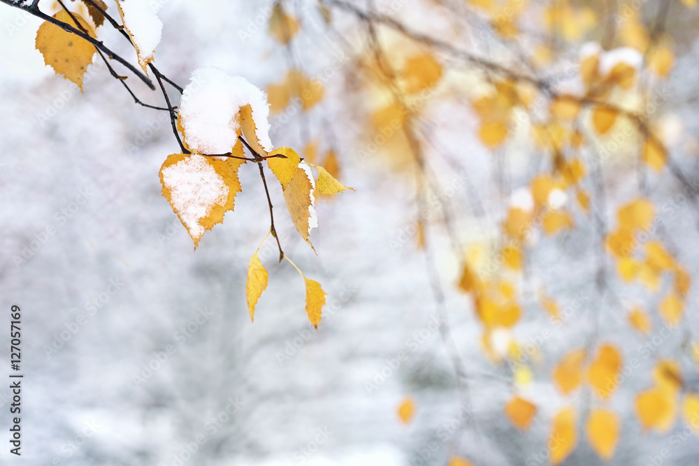 深秋或冬季户外雪下的桦树树枝上有美丽的秋黄色叶子