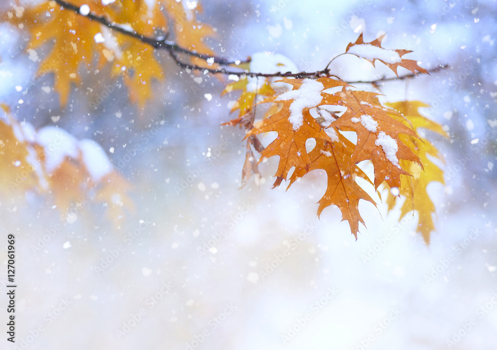 美丽的树枝，在深秋或初冬的雪下有橙色和黄色的叶子。第一个sn