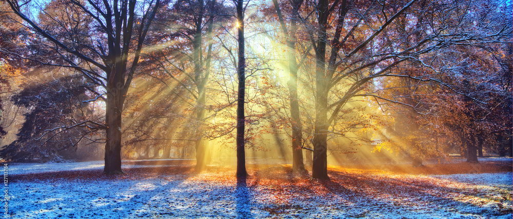 Morning sunrays in winter forest