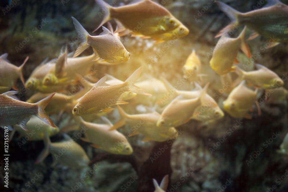Fish group of tropical in underwater cave