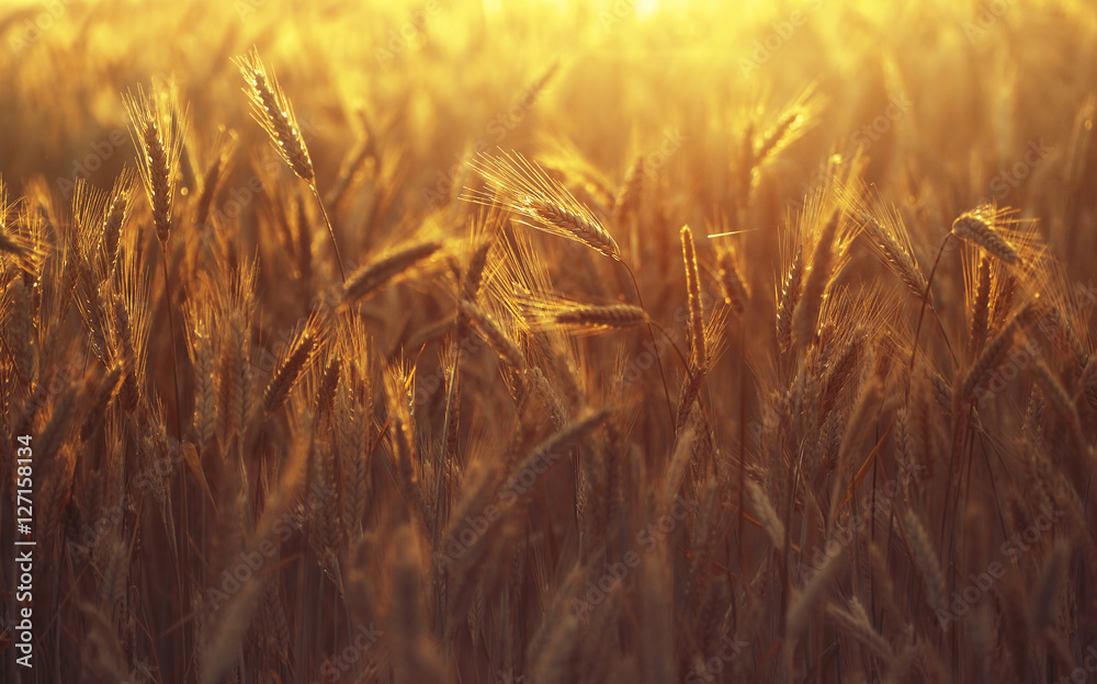 金色阳光下成熟小麦的小穗。美丽的金色背景，一片成熟小麦。