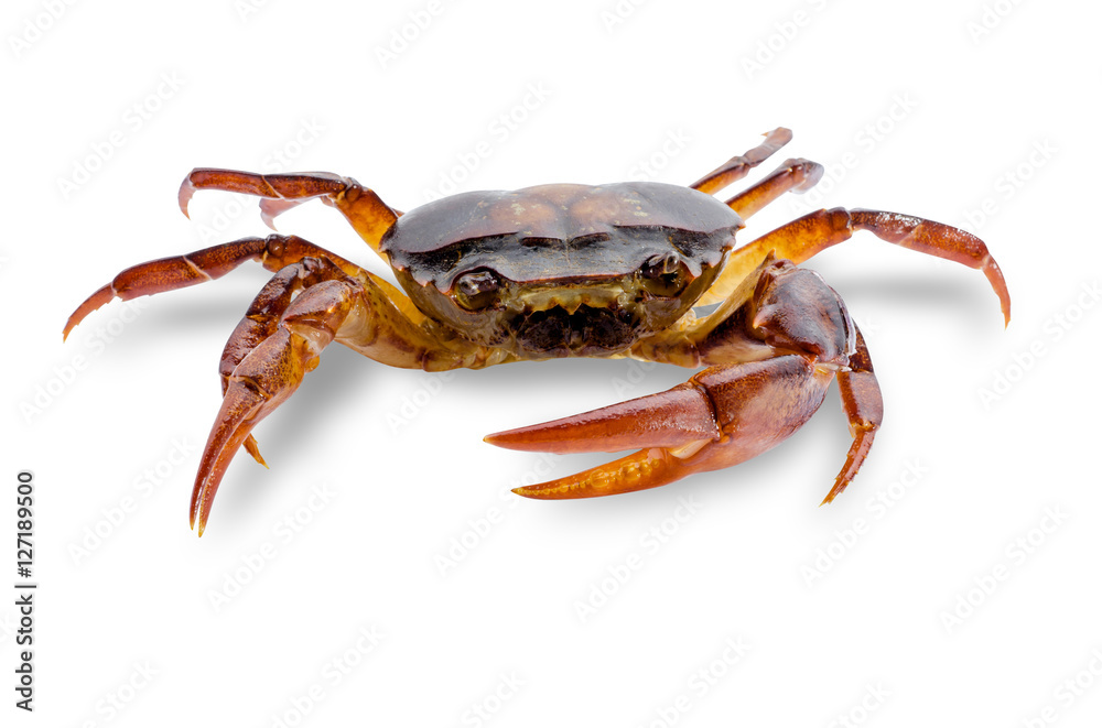 Freshwater crabs isolated on white background. Ricefield crab in Thailand. File contains a clipping 
