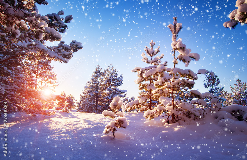 雪中傍晚的冬季景观中的美丽树木