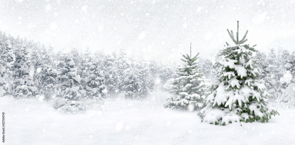 Tannenbäume bei Schnee am Waldrand, helle Szene im Panorama Format für Weihnachten und Winter