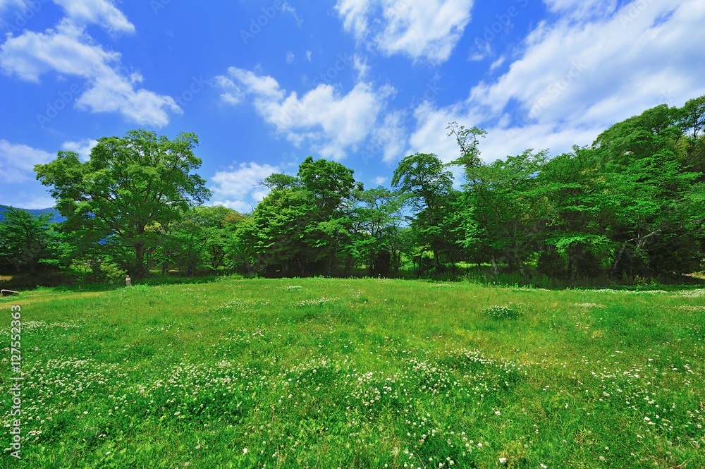 草原と木立と青空と雲