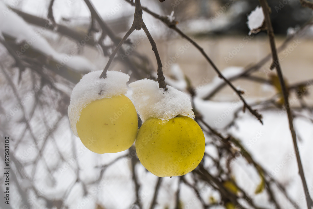 苹果在雪地里压在树枝上