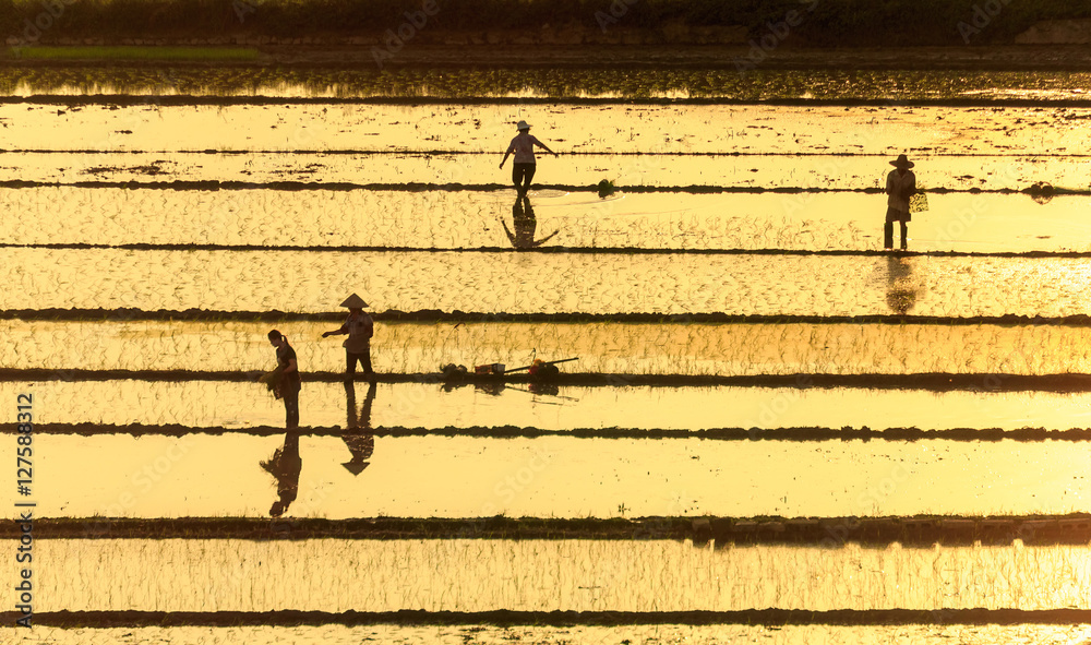 中国农民在稻田里种植