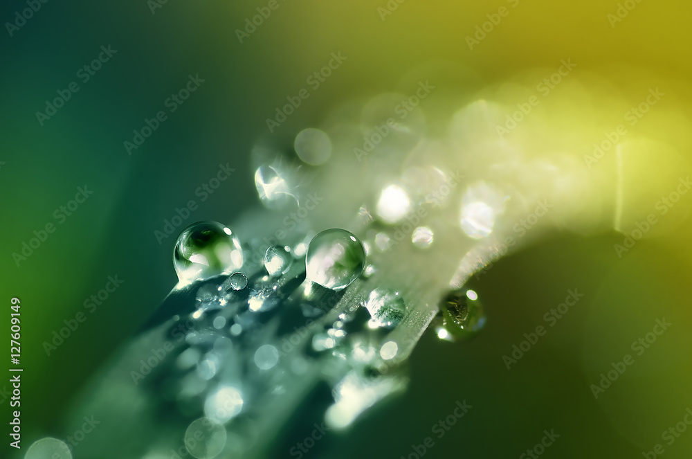 Beautiful clean brilliant large drops water dew on blade of grass macro close-up in rays of sunlight