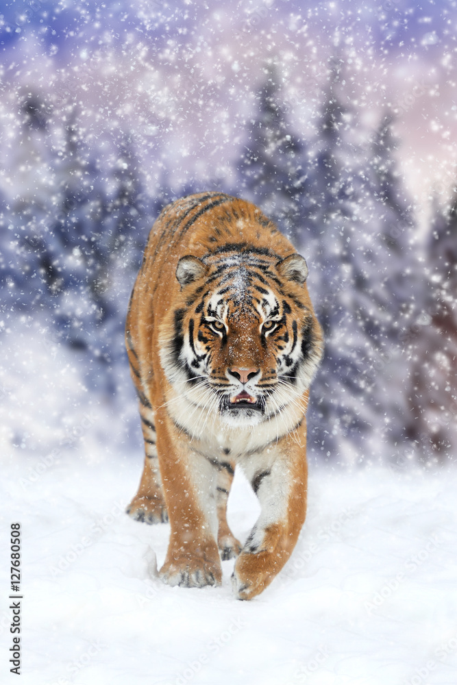 野生西伯利亚虎