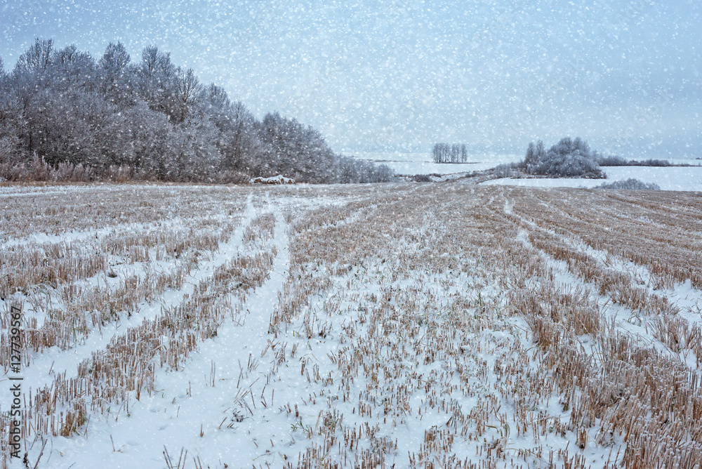 收获黑麦的田野和初雪覆盖的小树林。