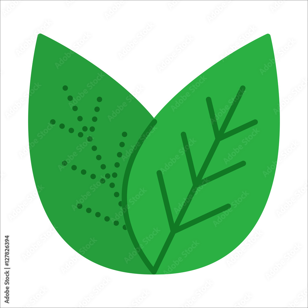 绿茶叶子。平面设计。细线叶子图标。白色背景上的矢量插图