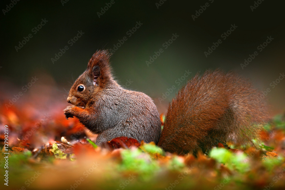 可爱的红松鼠长着尖尖的耳朵，在秋天橙色的场景中吃坚果，有漂亮的落叶包皮