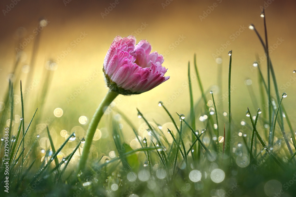 美丽的粉红色雏菊，夏日早晨在草地上有柔和的焦点，阳光下有露水