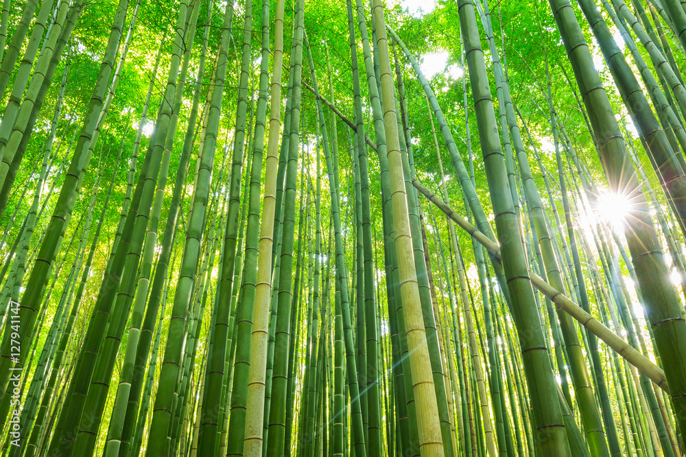 日本京都荒山竹林