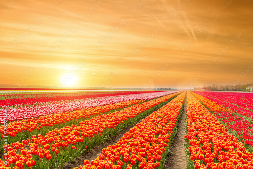 荷兰郁金香的景观与荷兰的阳光…
