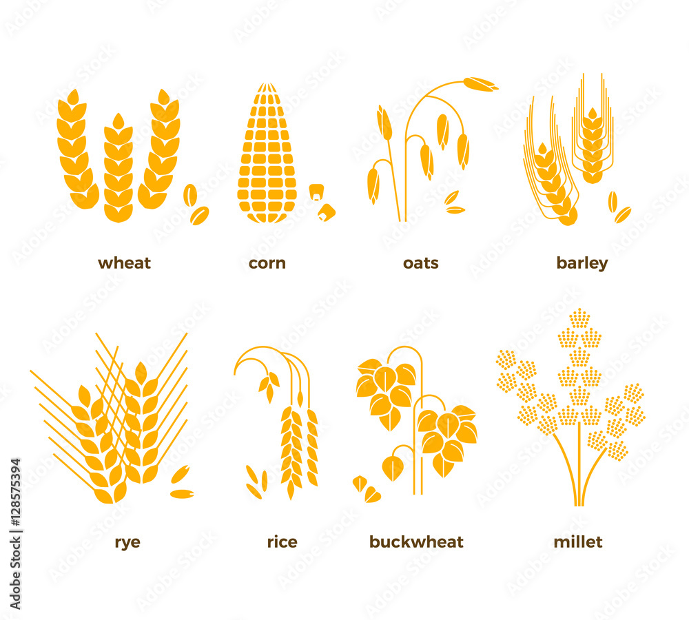 谷物矢量图标。大米、小麦、玉米、燕麦、黑麦、大麦