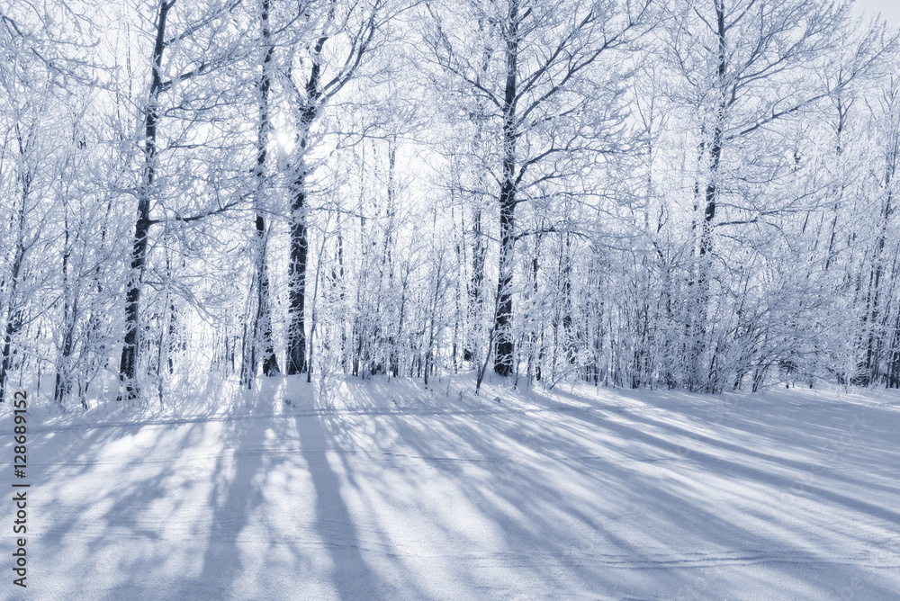 Monochrome winter forest landscape in frost.