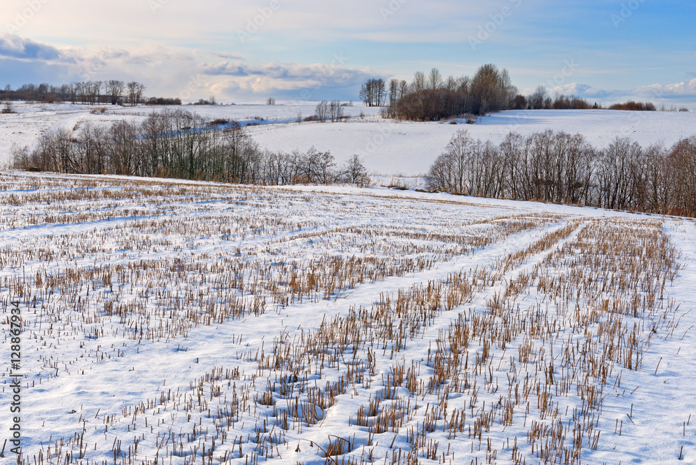 雪下有麦茬的丘陵地带。