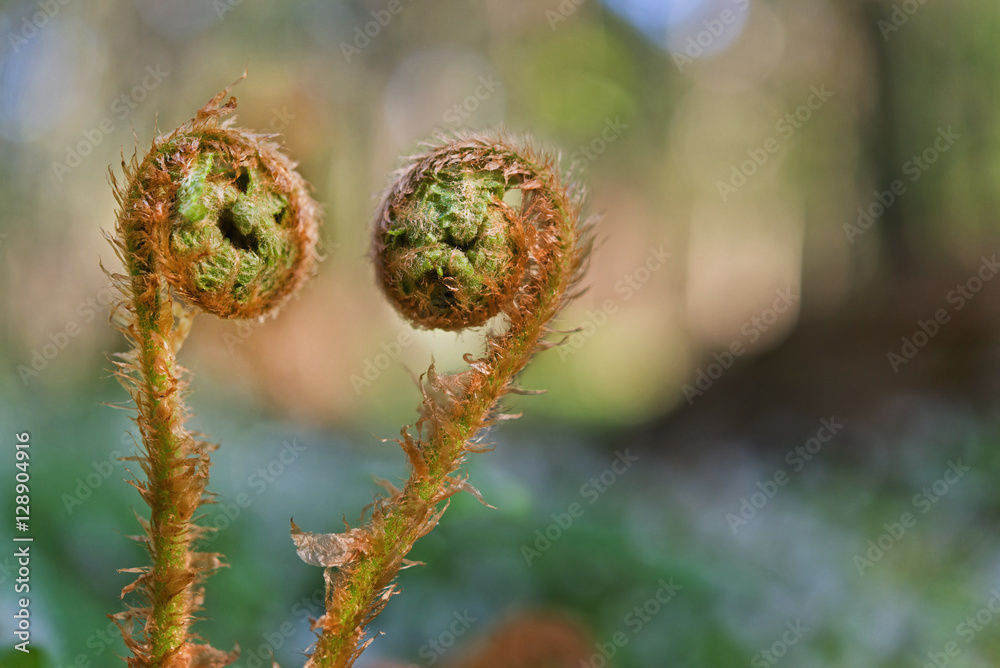 Young shoots of fern similar to funny faces funny and sad.