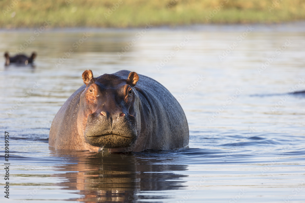 表现出攻击性的普通河马或河马（hippopotamus amphibius）。博茨瓦纳奥卡万戈三角洲