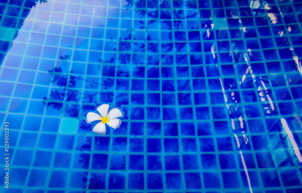 蓝色游泳池里的白色Frangipani花。