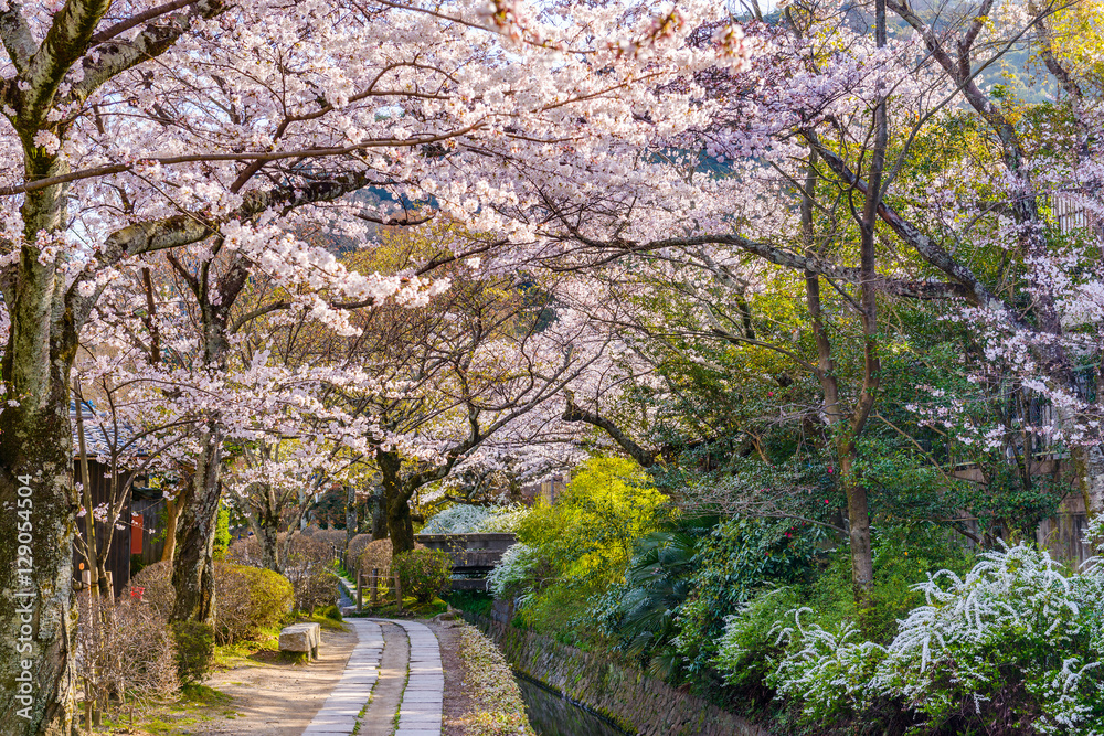 京都的春天