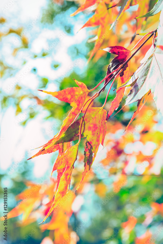 美丽多彩的秋天枫叶