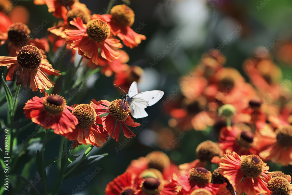 阳光明媚的夏日，白色蝴蝶坐在橙色花朵的簇拥下
