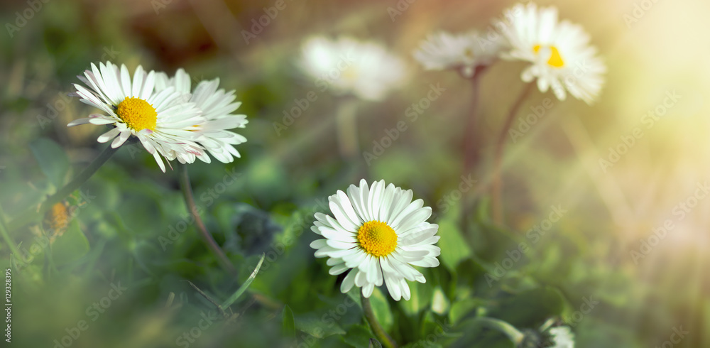 草地上的花朵——春天美丽的雏菊
