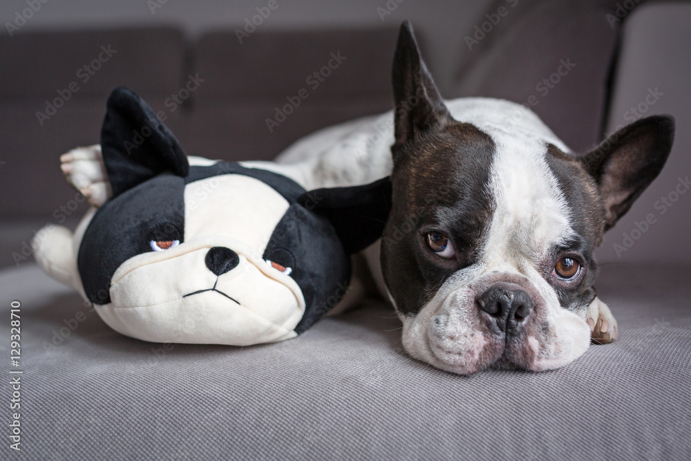 法国斗牛犬和他的玩具狗朋友躺在一起