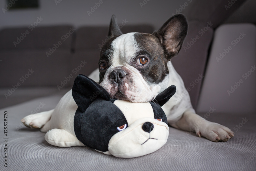 法国斗牛犬和他的泰迪狗朋友躺在一起