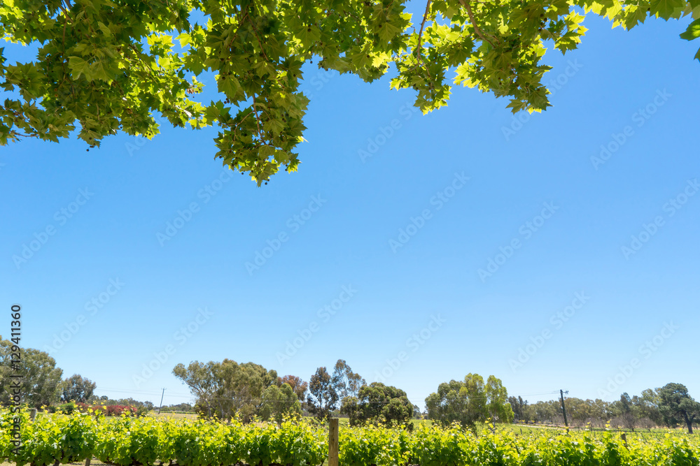树叶特写，背景为蓝天和葡萄园。