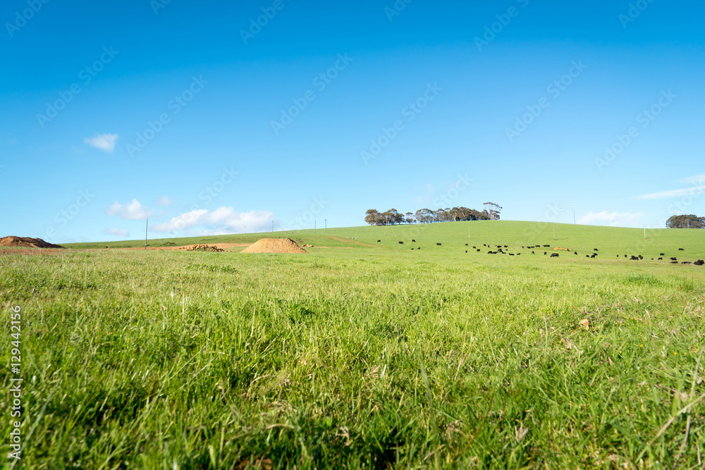 普通的绿色农田，黑色的奶牛站在山脊上，蓝天蓬松