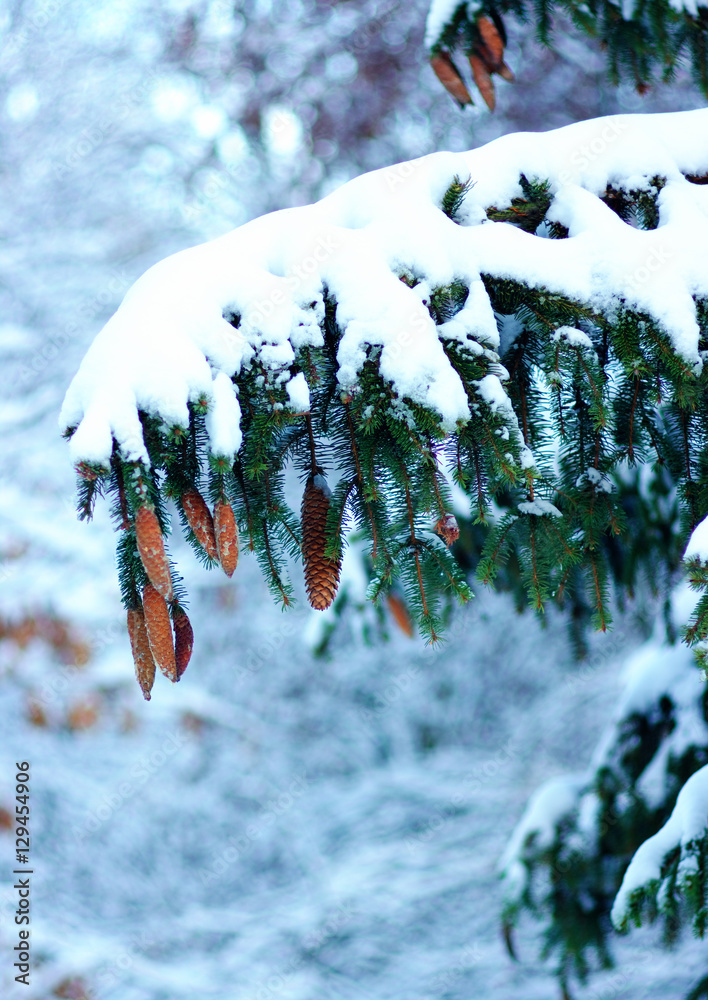 云杉树枝被雪覆盖