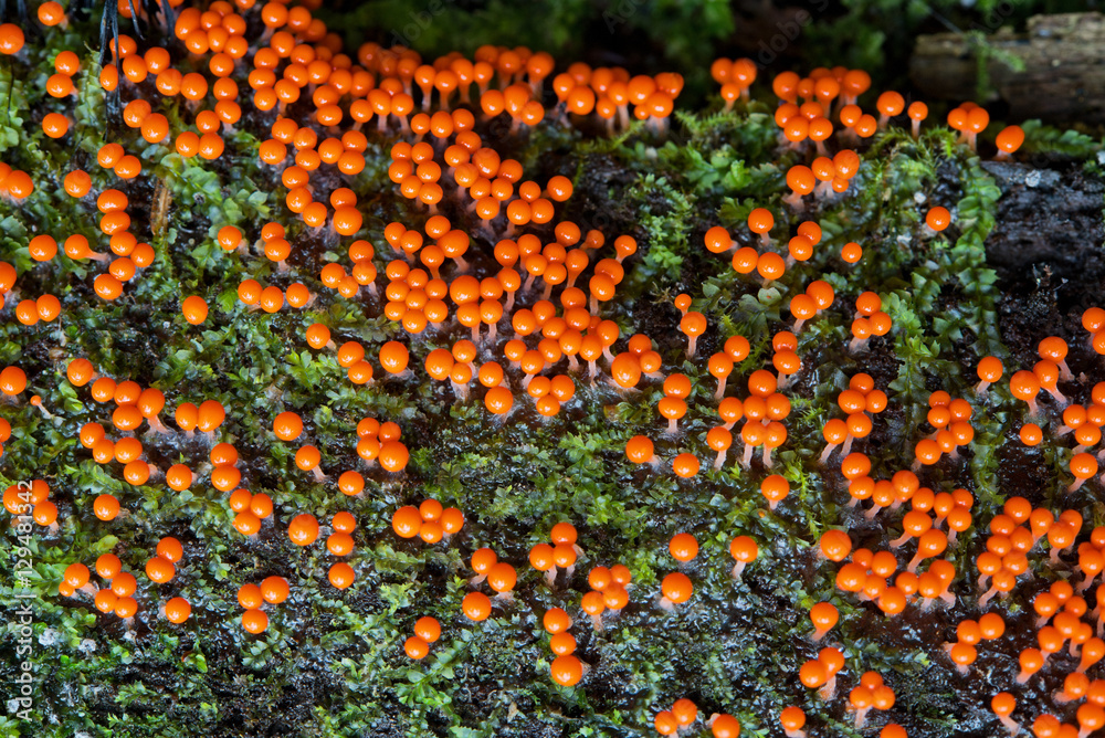 Мacrograph of slime mold on tumbled-down tree.