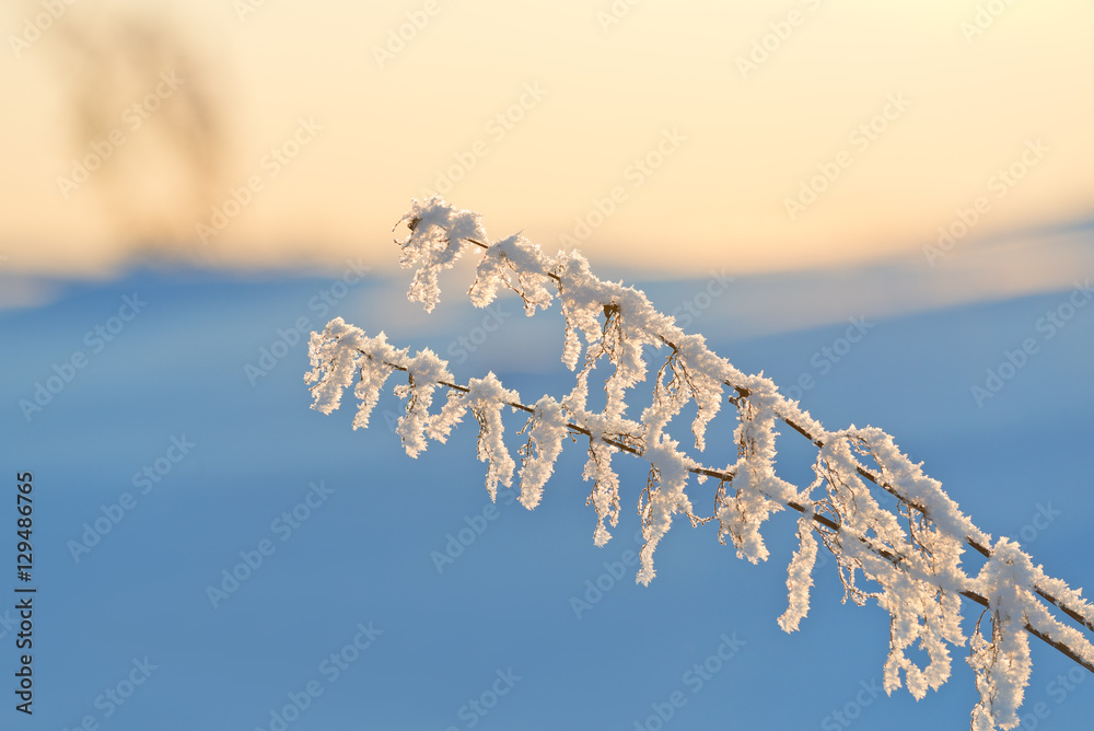 在柔和的日落光线下，霜冻中的荨麻干茎。