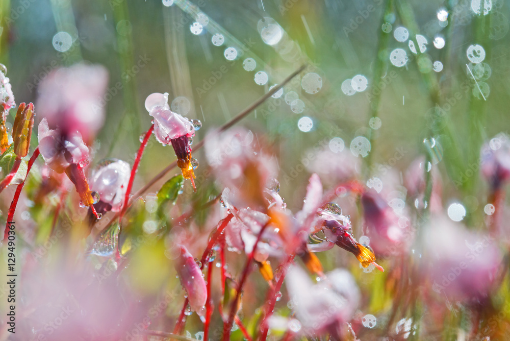 在Dewdrop的沼泽地上开出粉红色的蔓越莓花。