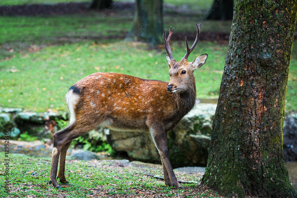 奈良鹿在日本奈良公园自由漫步，用于广告或其他用途