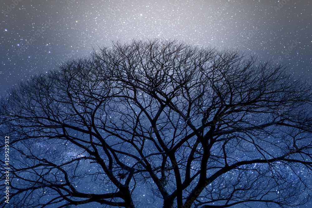 夜晚干燥树木的黑暗轮廓，背后是星空