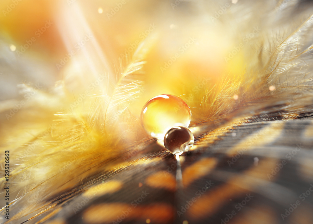 在阳光下，金色棕色模糊背部的特写镜头中，水滴落在蓬松的羽毛上