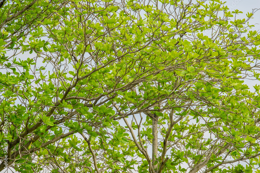 树枝上有新鲜的绿色叶子和蓝色的天空。低角度视角。（Terminalia catappa）