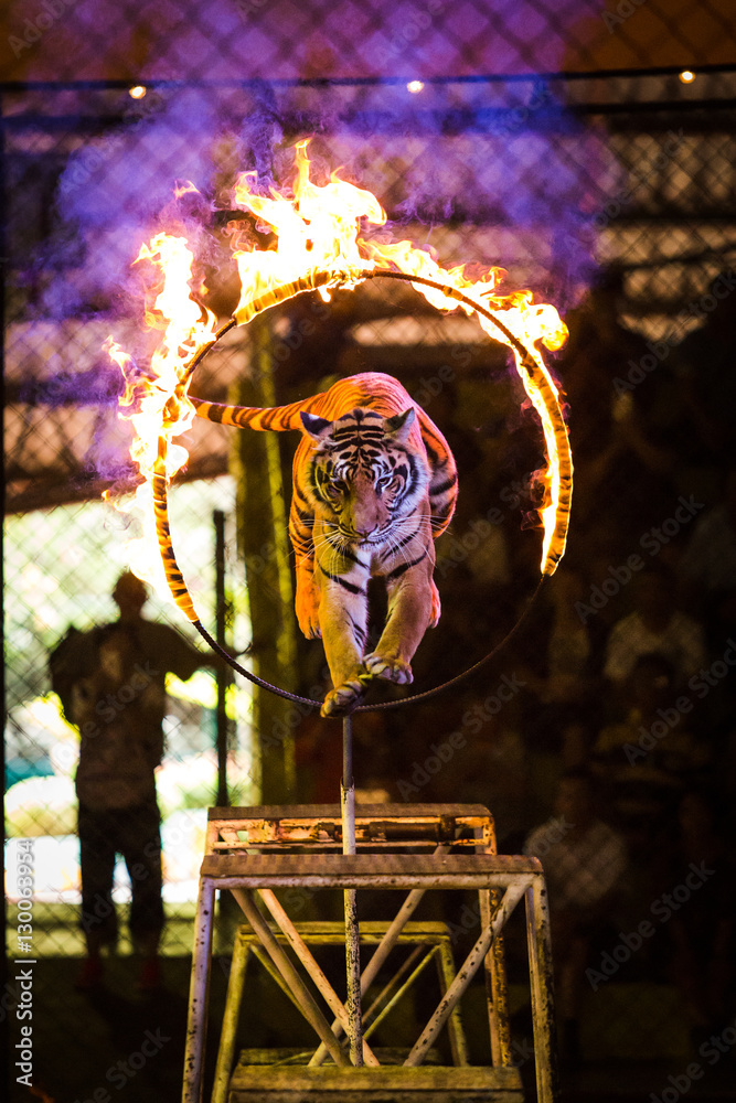 Tiger Jumps Through Ring of Fire.