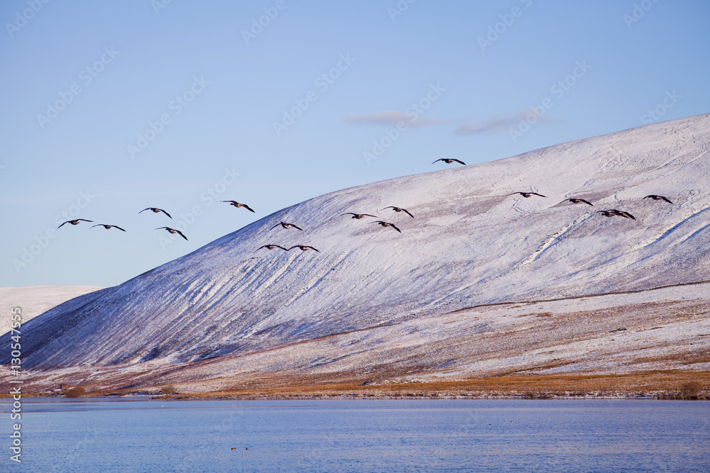 Flock of geese in Beautiful winter Scottish landscape.