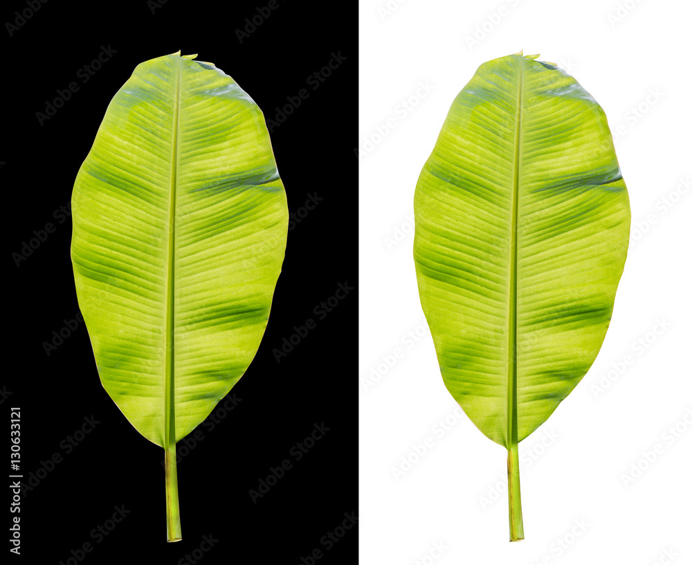banana leaf isolated on white and black background, File contains a clipping path.