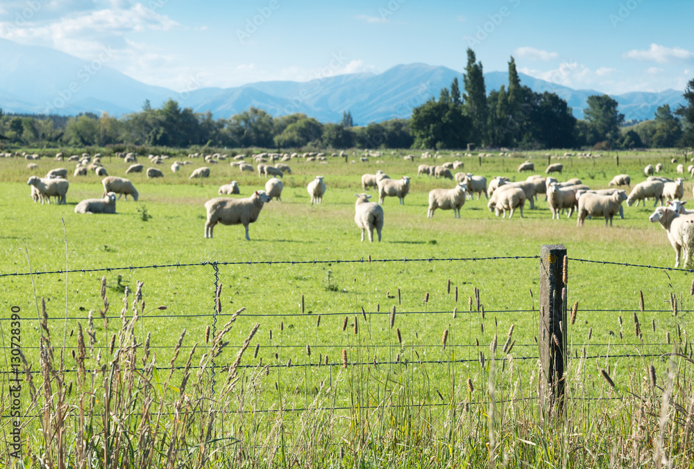 蓝天下有羊的美丽草地