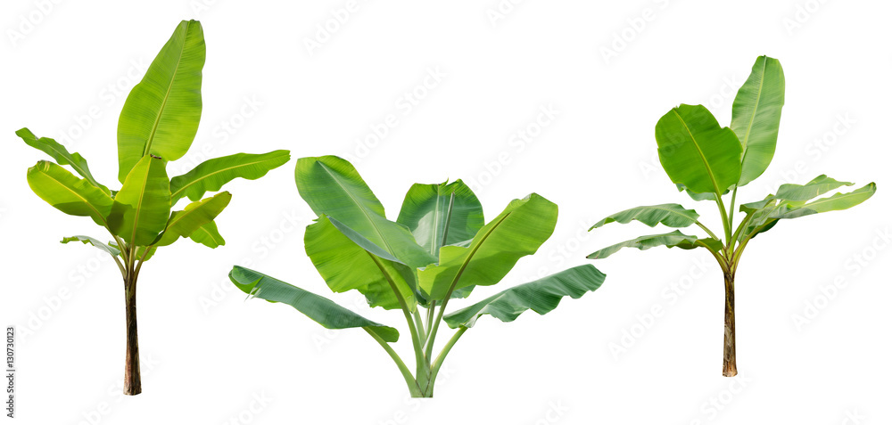 Banana trees isolated on white background. File contains a clipp