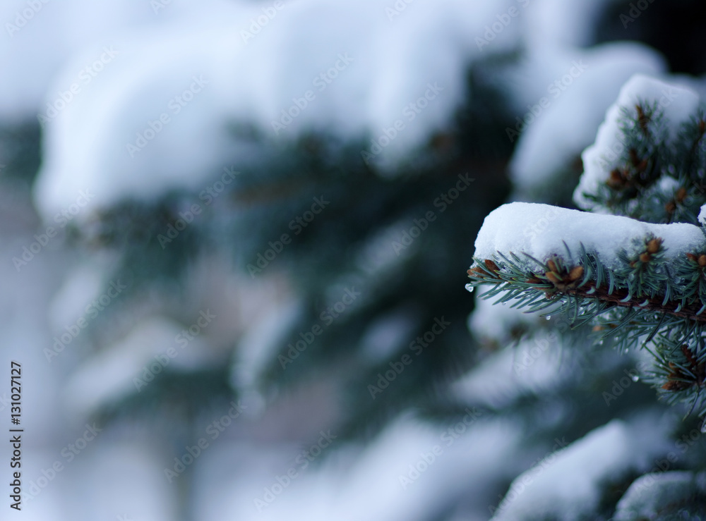 Spruce branches covered with snow